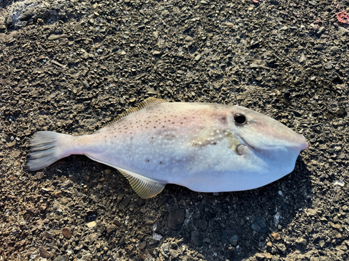 ウスバハギの釣果