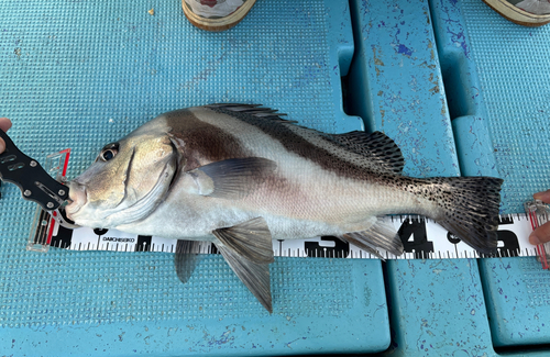 コショウダイの釣果