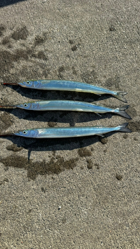 サヨリの釣果