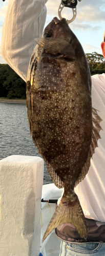 アイゴの釣果