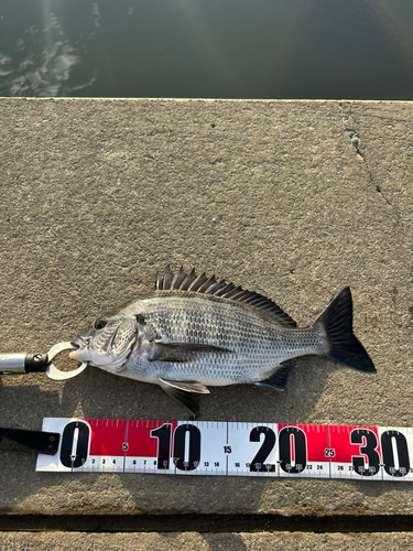 クロダイの釣果