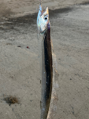 タチウオの釣果