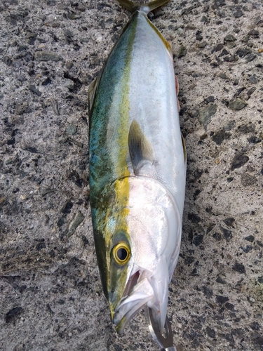 ハマチの釣果