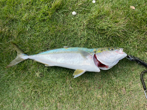 ワラサの釣果