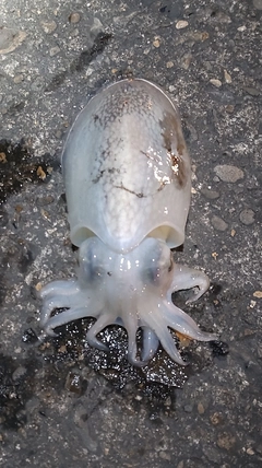 シリヤケイカの釣果