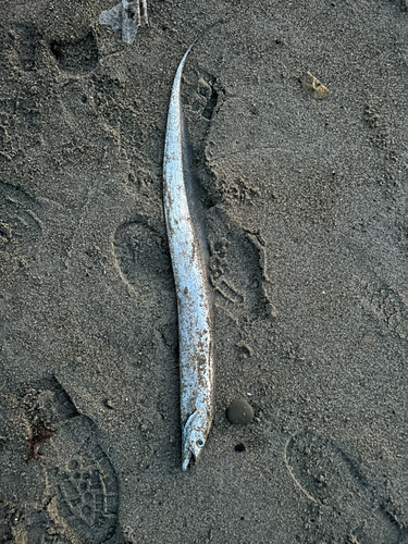 タチウオの釣果