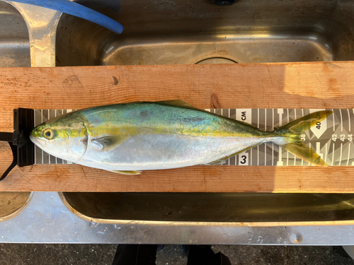 イナダの釣果