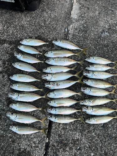 アジの釣果