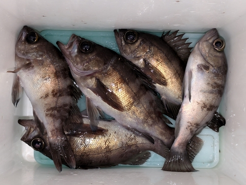 メバルの釣果