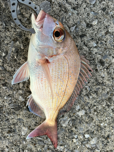 マダイの釣果