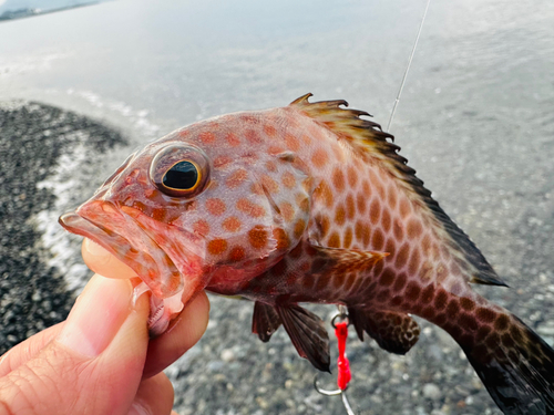 オオモンハタの釣果