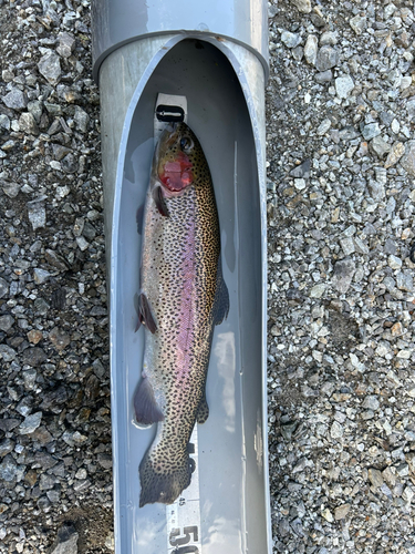 ニジマスの釣果