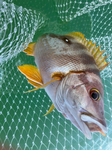 シブダイの釣果