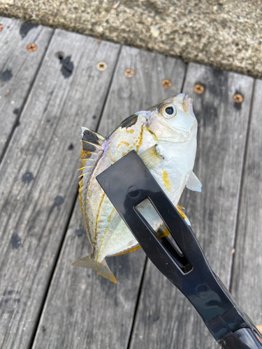 ヒイラギの釣果