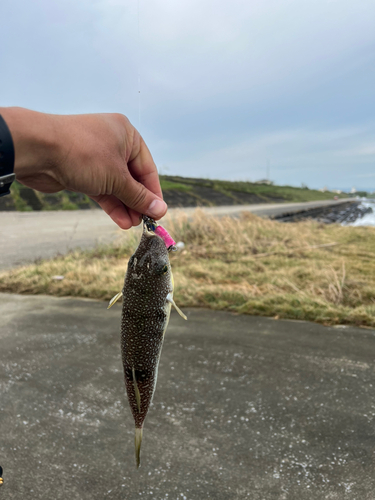 フグの釣果