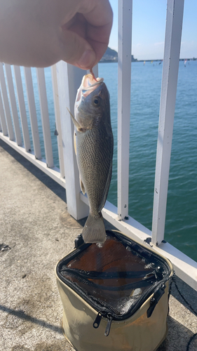 ニベの釣果