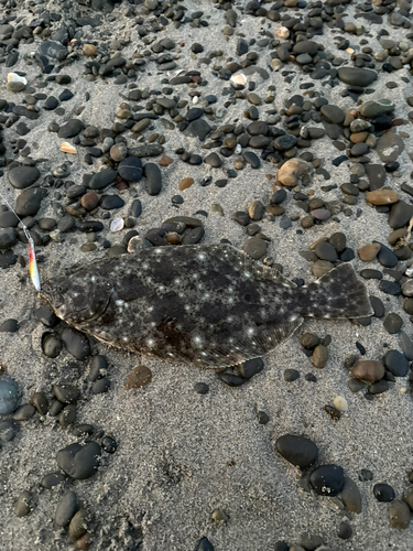 ヒラメの釣果