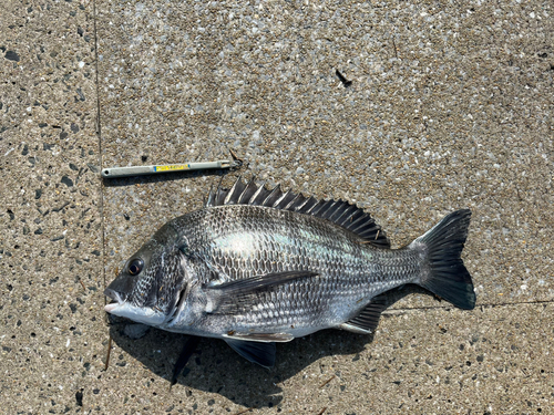 チヌの釣果