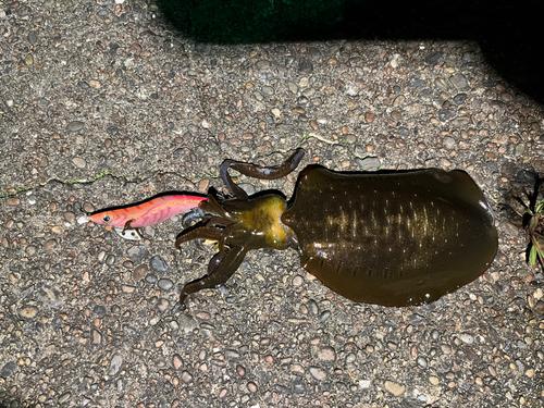 アオリイカの釣果