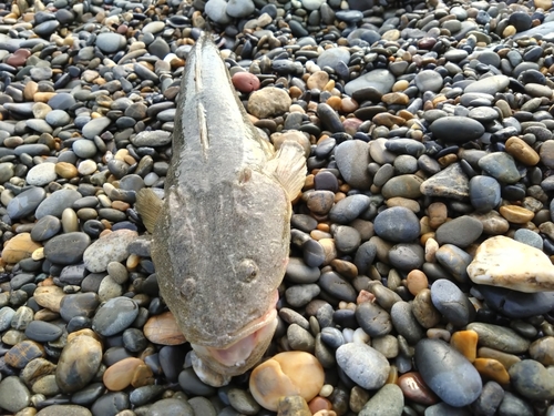 マゴチの釣果