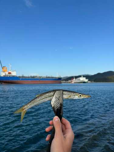 カマスの釣果