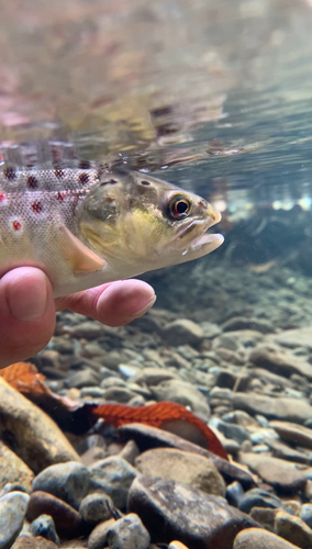 ブラウントラウトの釣果