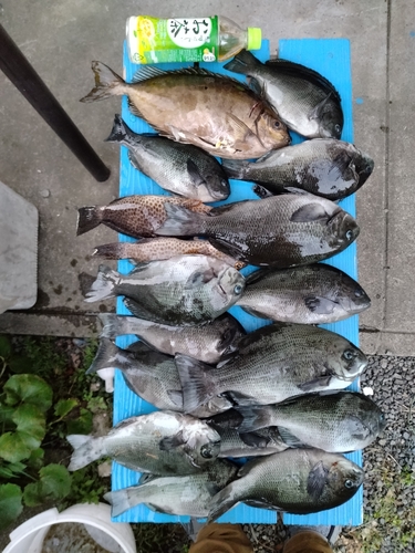 メジナの釣果