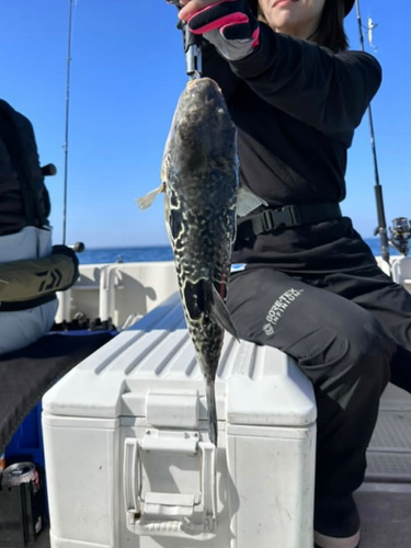 トラフグの釣果