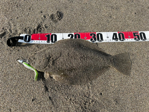 ヒラメの釣果