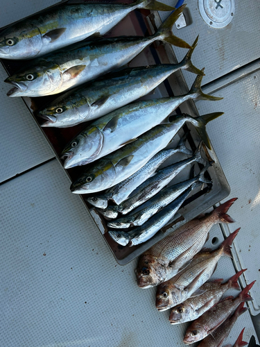 タイの釣果