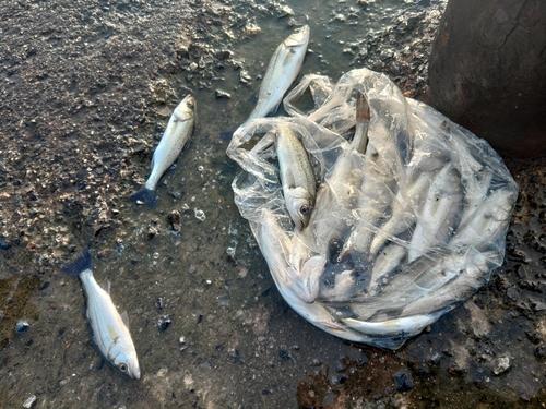 伊勢湾湾奥