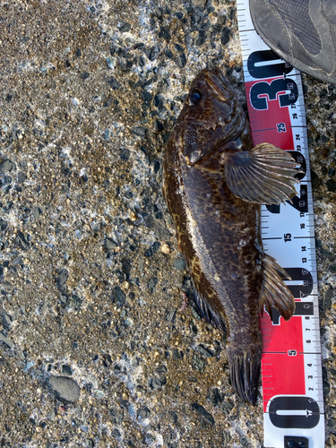 タケノコメバルの釣果