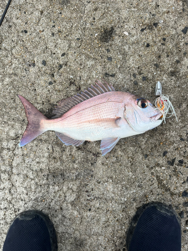 タイの釣果