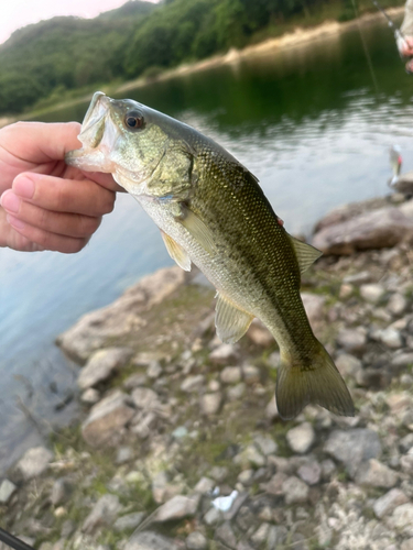 ラージマウスバスの釣果