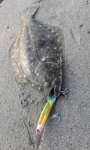 ヒラメの釣果