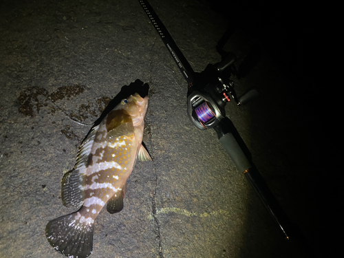 アコウの釣果