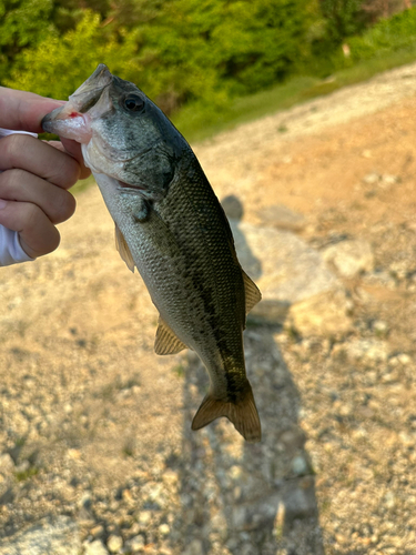 ラージマウスバスの釣果