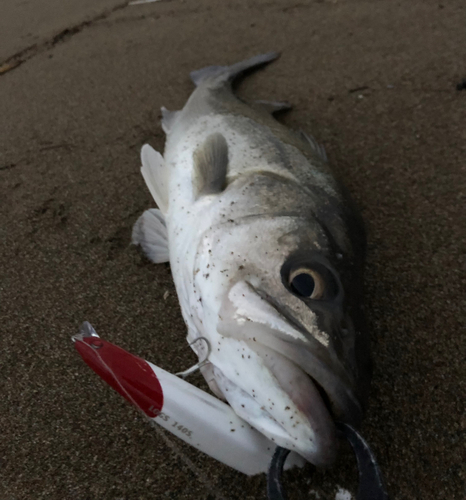 スズキの釣果