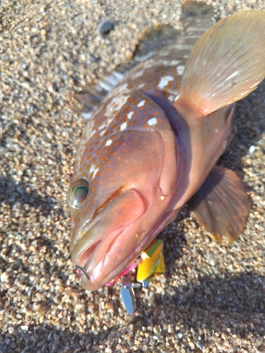 アコウの釣果