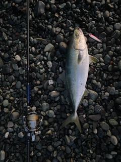 イナダの釣果