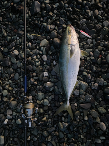 イナダの釣果