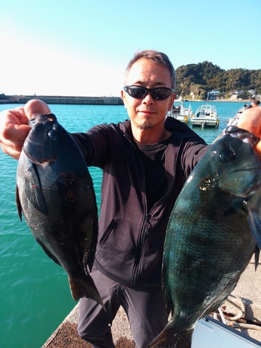 メジナの釣果