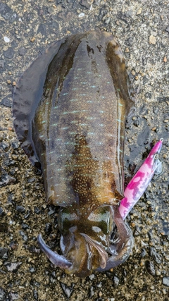 アオリイカの釣果