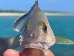 オキフエダイの釣果