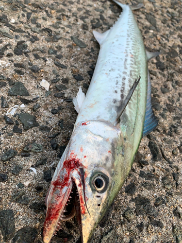 サゴシの釣果