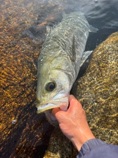 スズキの釣果