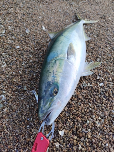 ブリの釣果