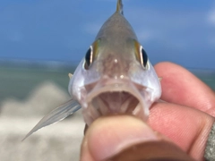 ヒメフエダイの釣果