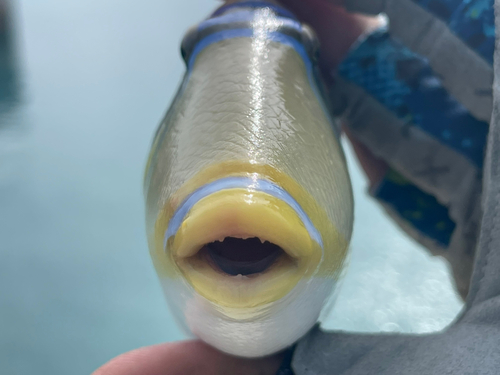 ムラサメモンガラの釣果