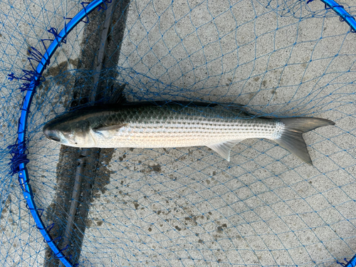 ボラの釣果